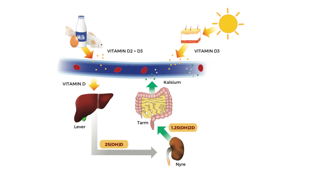 Vitamin D metabolismen