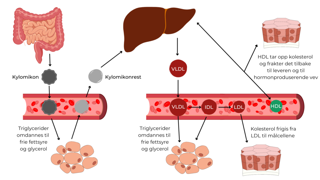 Lipoprotein er i en konstant dynamisk tilstand