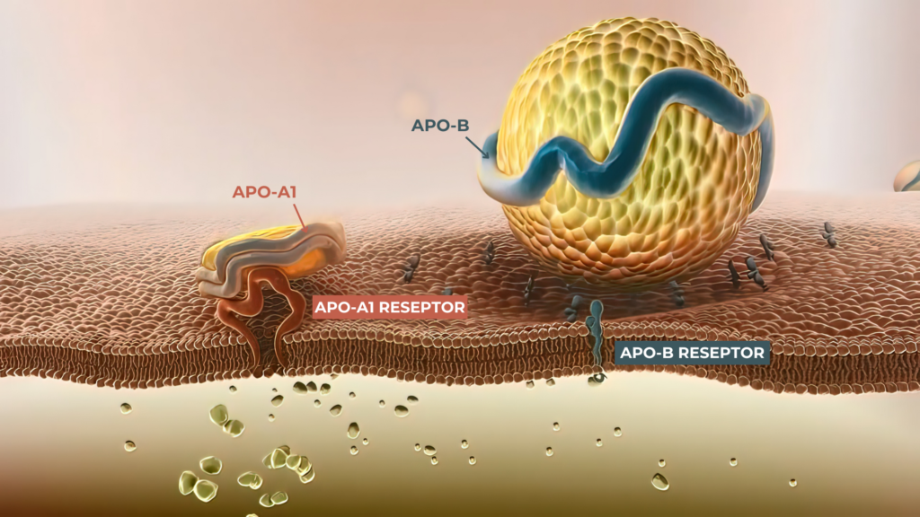 Proteindelen av lipoprotein LDL og HDL sørger for at disse utøver sin funksjon på riktig sted