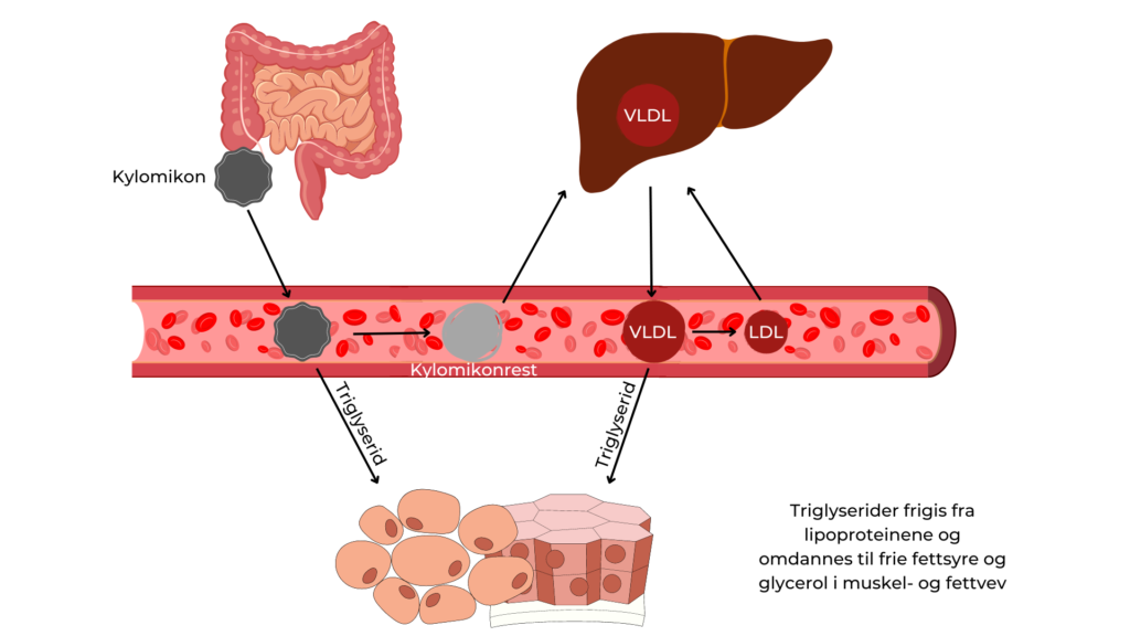 Triglyserider fraktes i blodet av lipoproteinene kylomikron og VLDL og frigis til spesielt muskel- og fettvev.