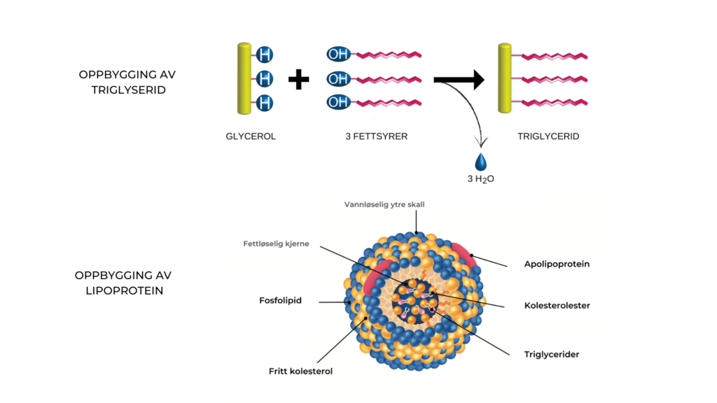 Triglyserider er bygd opp av glycerol og tre fettsyrer og disse bygges inn lipoproteiner for transport.