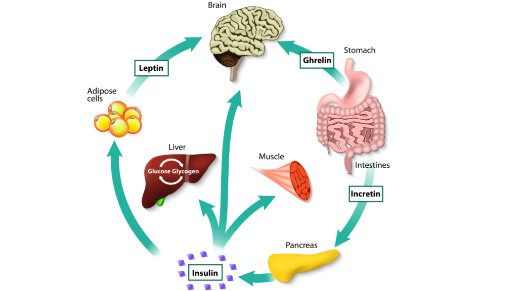 Appetittreguleringen foregår ved et kompleks samspill av forskjellige signalstoffer.