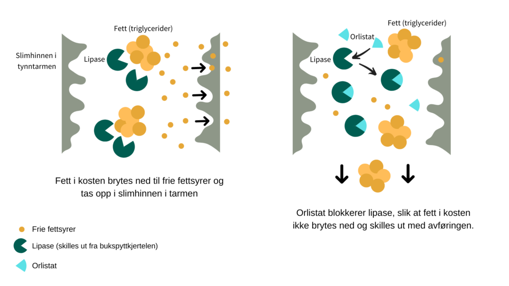 Orlistat fører til vektap ved at ca. 30% av fettet i kosten ikke blir tatt opp i tarmen.