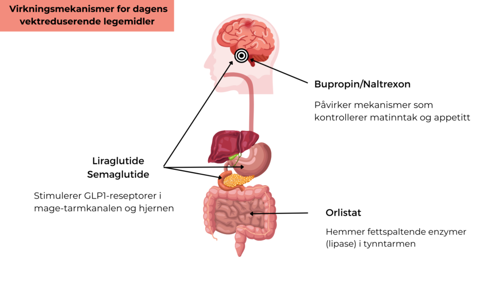 Vektreduserende medisinene virker enten ved å redusere opptaket av energi fra tarmen eller hemme appetitten, redusere energiinntaket og bremse passasjen av mat gjennom fordøyelseskanalen.