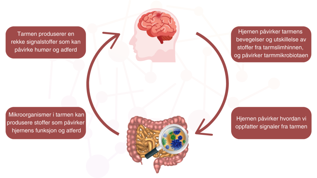 Fordøyelsesprosessen styres av et komplekst nettverk av nerver og forbindelser mellom sentralnervesystemet (hjernen og ryggmargen) og tarmen, også kalt "tarm-hjerne-aksen".