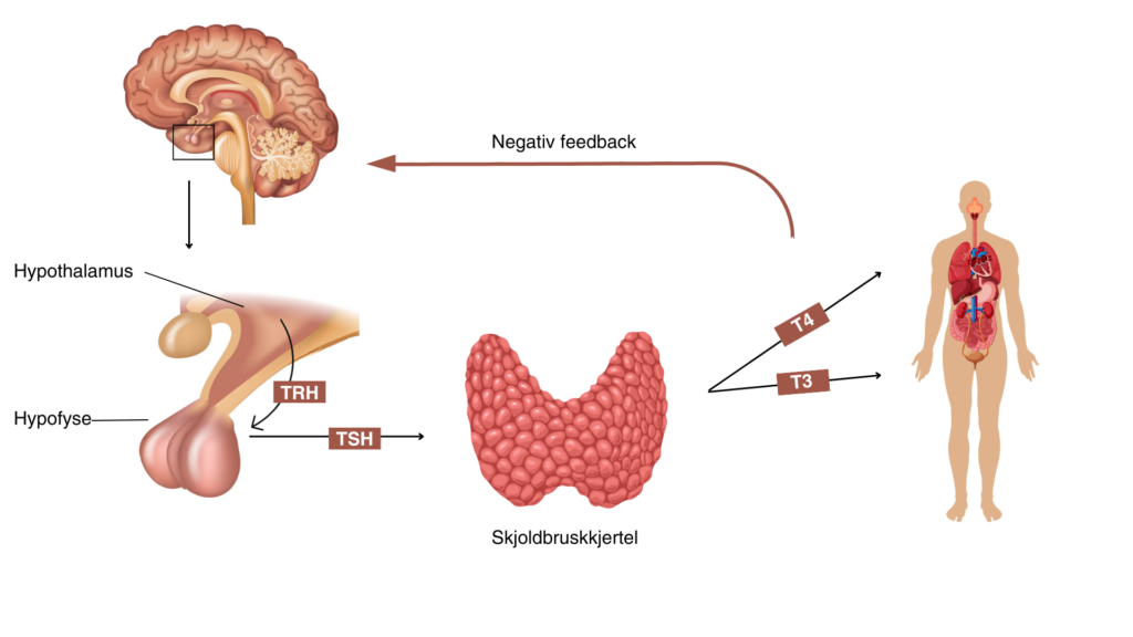 Stoffskifte styres av et komplekst samspill mellom ulike hormoner som produseres i skjoldbruskkjertelen og hormonproduserende kjertler i hjernen, hypothalamus og hypofyse.