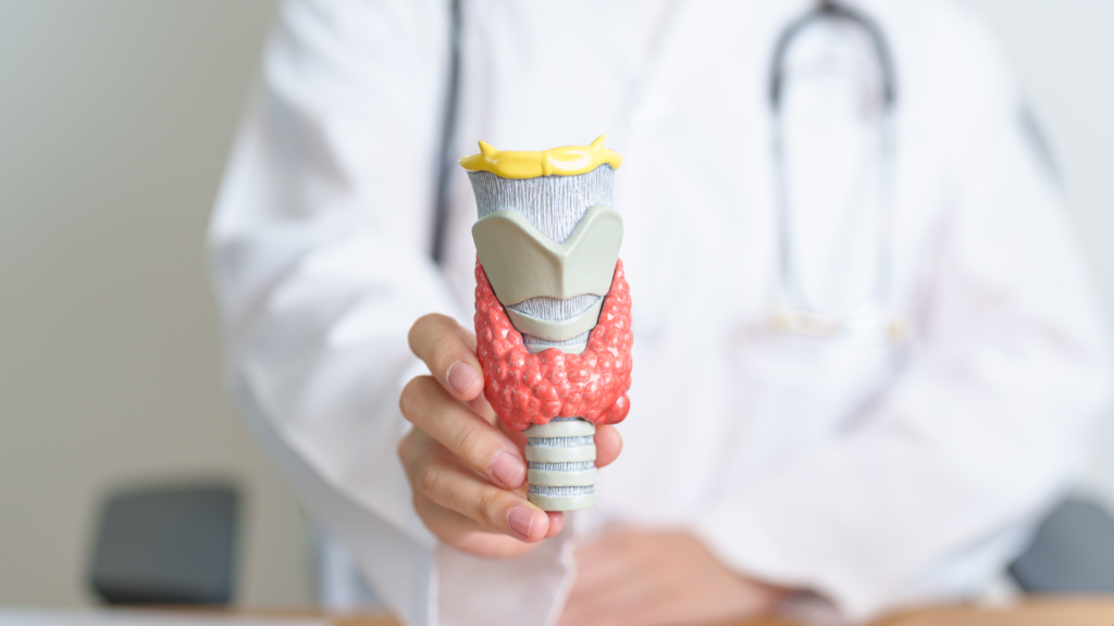 Skjoldbruskkjertelen (tyroidea) er en kjertel som befinner seg på halsen nedenfor strupehodet og som regulerer kroppens stoffskifte.