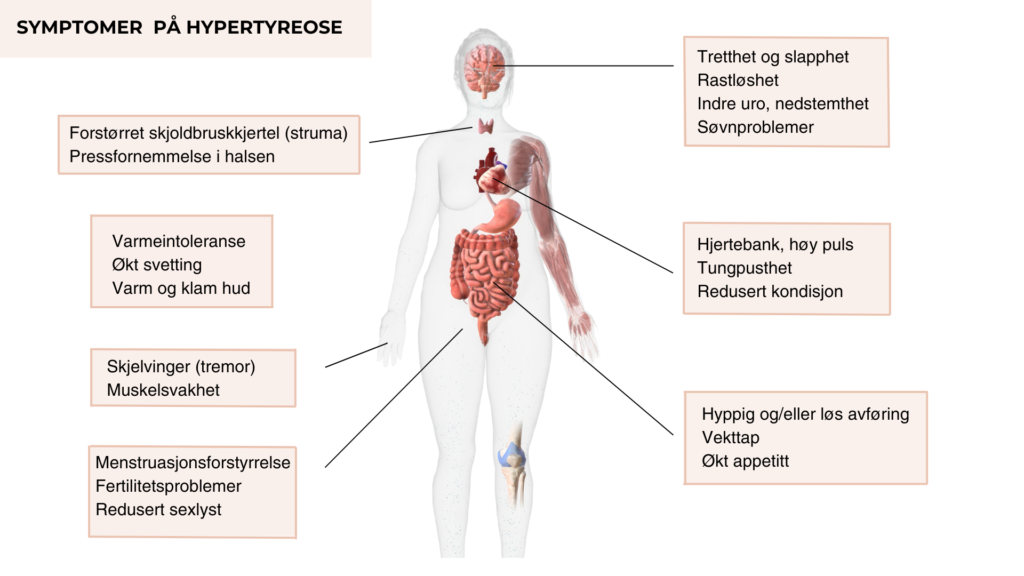 Ved høyt stoffskifte vil de fleste kroppslige funksjonene gå raskere – «kroppen går på høygir».
